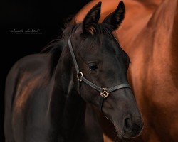 dressage horse Glamrock Delight (Westphalian, 2023, from Glamdale WP NRW)