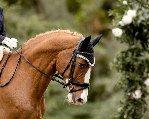 dressage horse Chacco Rosso (Oldenburg show jumper, 2009, from Chacco-Blue)