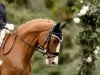 dressage horse Chacco Rosso (Oldenburg show jumper, 2009, from Chacco-Blue)