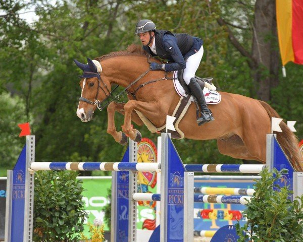 Springpferd Abdul-Jabbar du Gibet (Luxemburgisches Reitpferd, 2015, von Arezzo VDL)