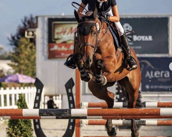 Springpferd Kalida Hs (KWPN (Niederländisches Warmblut), 2015, von Ad A Big Boy)