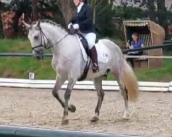 dressage horse Zacatin Yet (Pura Raza Espanola (PRE), 2014)