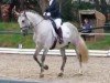 dressage horse Zacatin Yet (Pura Raza Espanola (PRE), 2014)