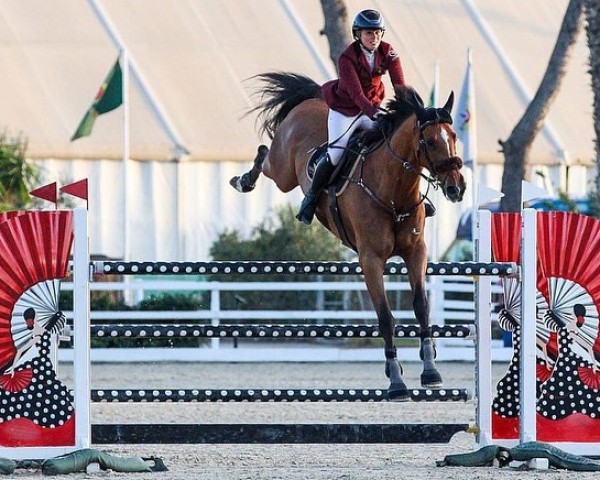 jumper Jupiter (KWPN (Royal Dutch Sporthorse), 2014, from Quasimodo vd Molendreef)