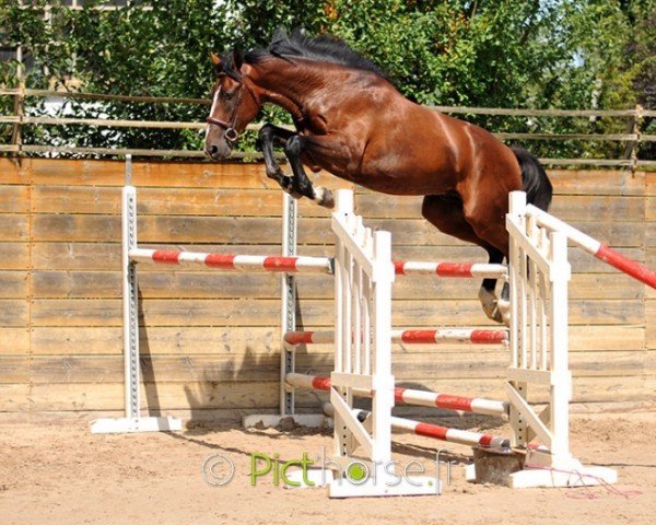 Springpferd Geant de Mazin (Selle Français, 2016, von Kannan)