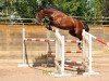 Springpferd Geant de Mazin (Selle Français, 2016, von Kannan)