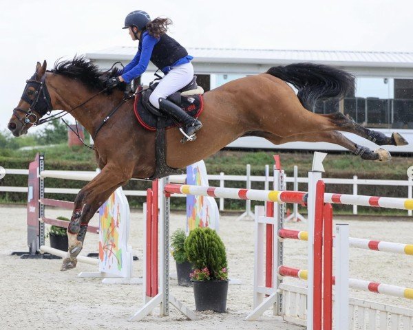 Springpferd Jupiter (KWPN (Niederländisches Warmblut), 2014, von Quasimodo vd Molendreef)
