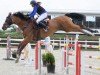 jumper Jupiter (KWPN (Royal Dutch Sporthorse), 2014, from Quasimodo vd Molendreef)