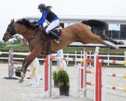 Springpferd Jupiter (KWPN (Niederländisches Warmblut), 2014, von Quasimodo vd Molendreef)