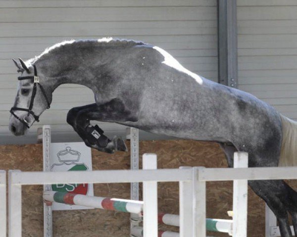 Springpferd Nick vd Watermolen (KWPN (Niederländisches Warmblut), 2018, von Cornet Obolensky)