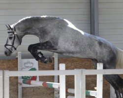 Springpferd Nick vd Watermolen (KWPN (Niederländisches Warmblut), 2018, von Cornet Obolensky)