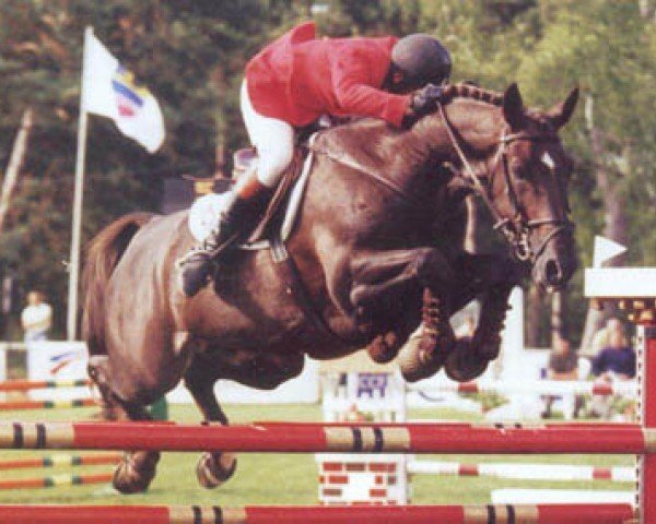 stallion Rosire (Selle Français, 1983, from Uriel)