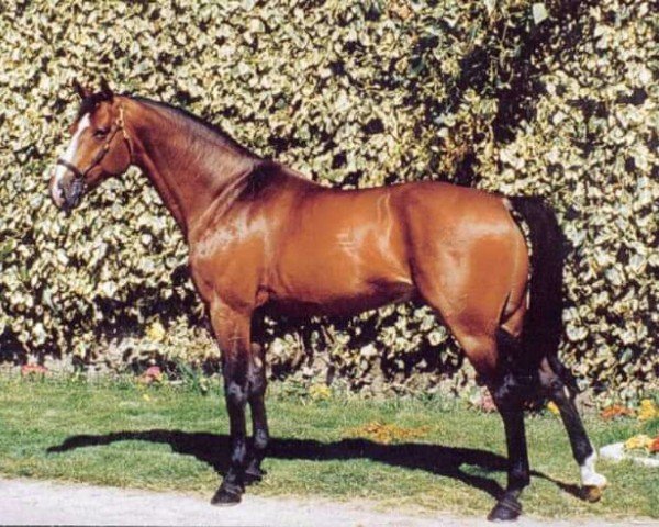 stallion Quidam de Revel (Selle Français, 1982, from Jalisco B)