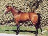 stallion Quidam de Revel (Selle Français, 1982, from Jalisco B)