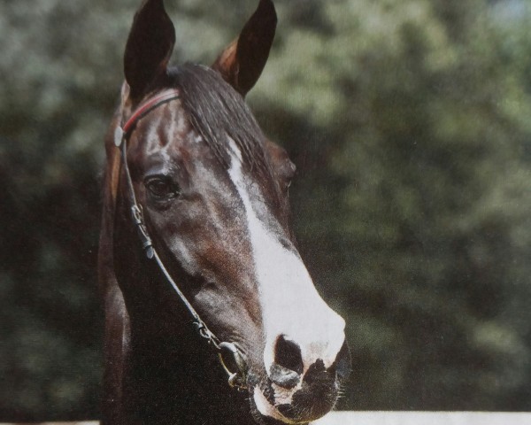 stallion Ramiro Z (Holsteiner, 1965, from Raimond)