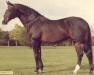 stallion Ramiro Z (Holsteiner, 1965, from Raimond)