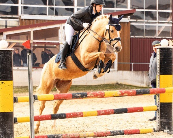 Zuchtstute Golden Glamour K (Deutsches Reitpony, 2018, von HET Golden Dream)