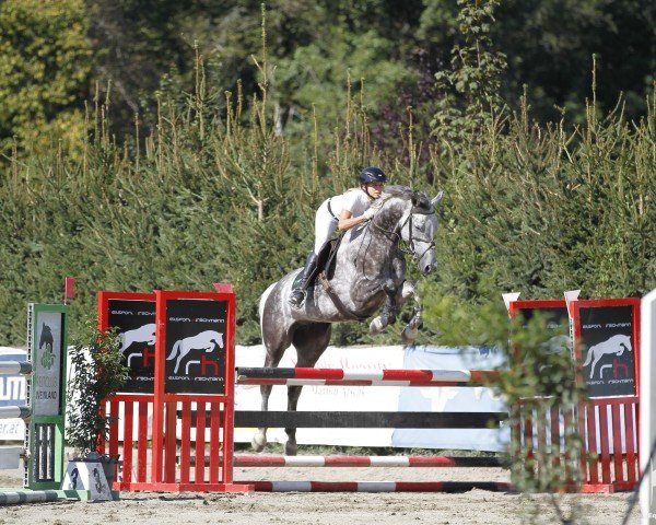 jumper Gentlemans Golden Grey (Hanoverian, 2017, from Gentleman FRH)