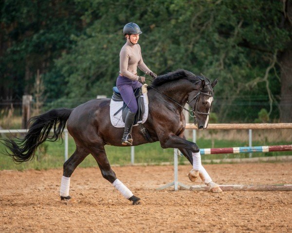 dressage horse Sir Marrakesch (Hanoverian, 2015, from Scuderia)