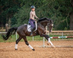 dressage horse Sir Marrakesch (Hanoverian, 2015, from Scuderia)