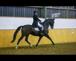 dressage horse First Chance 4 (Rhinelander, 2011, from Feedback 16)