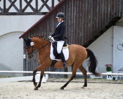 dressage horse Triunfador 4 (unknown, 2011)