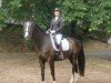 dressage horse First Dance 12 (Hanoverian, 2019, from Fürst Belissaro)