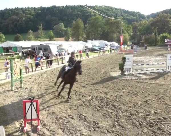 Reitturnier Tillmitsch 2024
