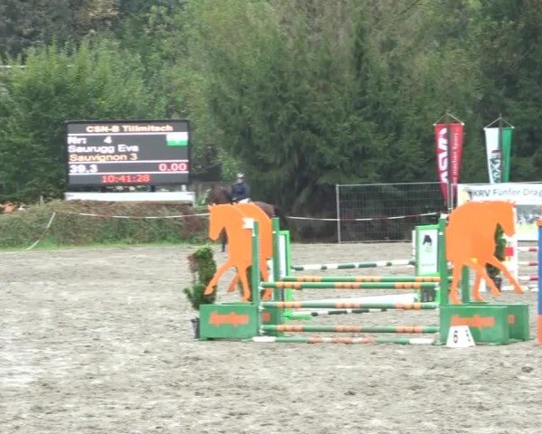 Reitturnier Tillmitsch 2024