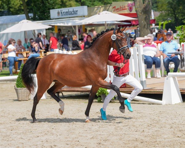 dressage horse Flawless Dream (German Riding Pony, 2021, from Für immer du)