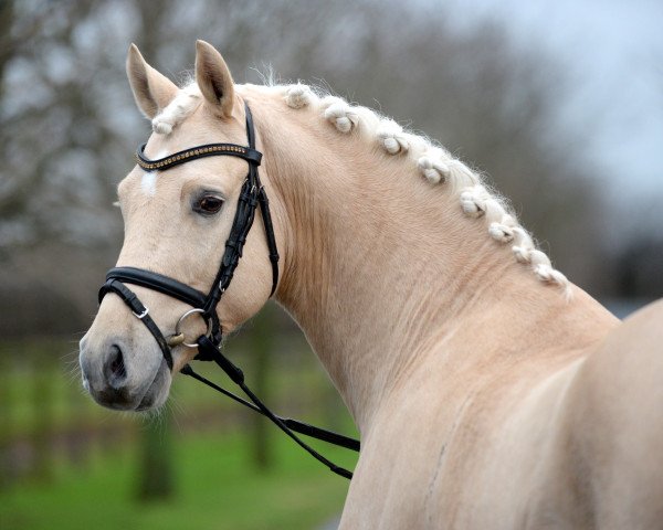 stallion A new Star II (German Riding Pony, 2011, from A Gorgeous)