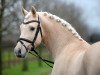 stallion A new Star II (German Riding Pony, 2011, from A Gorgeous)