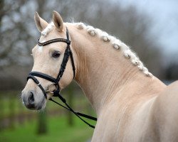 Deckhengst A new Star II (Deutsches Reitpony, 2011, von A Gorgeous)