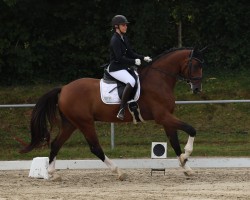 dressage horse M Churchill (Hungarian Warmblood, 2016, from Churchill Ic)