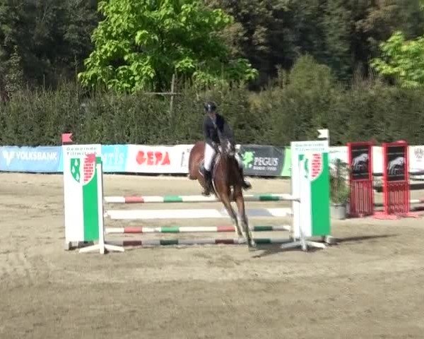 Reitturnier Tillmitsch 2024