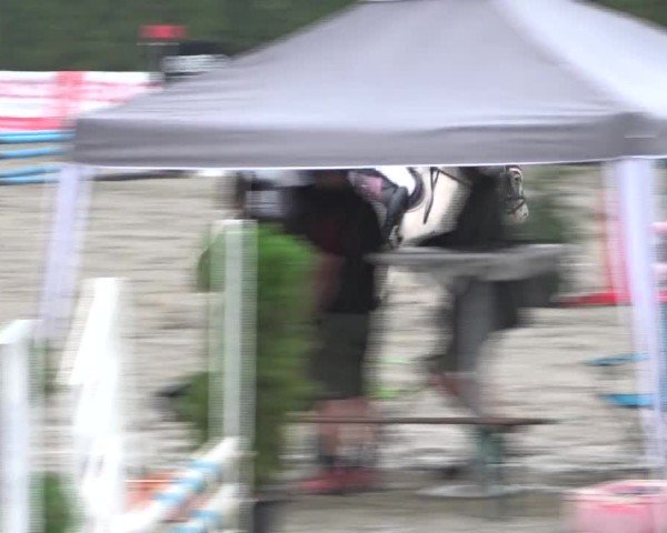 Reitturnier Tillmitsch 2024