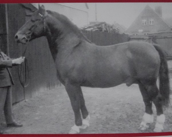 stallion Optimus S-A 375 (Oldenburg, 1955, from Oliver)