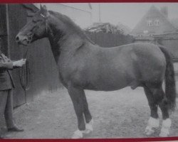 stallion Optimus S-A 375 (Oldenburg, 1955, from Oliver)