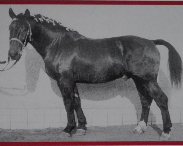 Deckhengst Orient Mo 1199 (Schweres Warmblut, 1961, von Olymp Mo 1073)