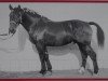 stallion Orient Mo 1199 (Heavy Warmblood, 1961, from Olymp Mo 1073)