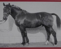 stallion Orient Mo 1199 (Heavy Warmblood, 1961, from Olymp Mo 1073)