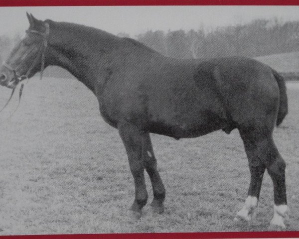 stallion Orkan Mo 1121 (Heavy Warmblood, 1956, from Olymp Mo 1073)