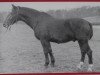 stallion Orkan Mo 1121 (Heavy Warmblood, 1956, from Olymp Mo 1073)