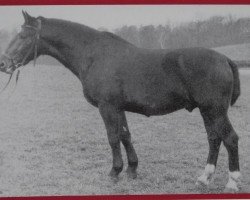 stallion Orkan Mo 1121 (Heavy Warmblood, 1956, from Olymp Mo 1073)