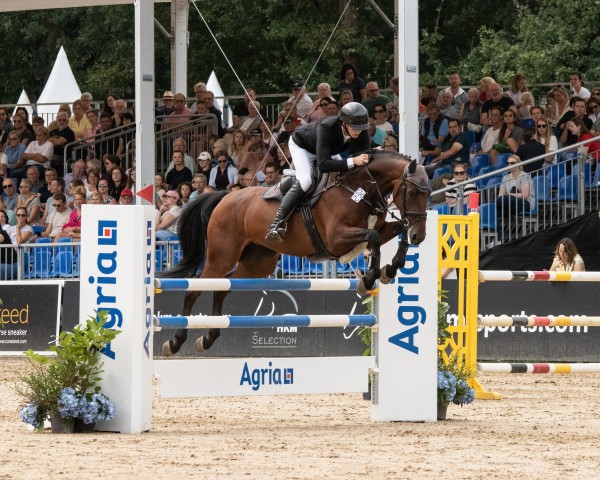 jumper Cassandra 432 (German Sport Horse, 2019, from Ogano)