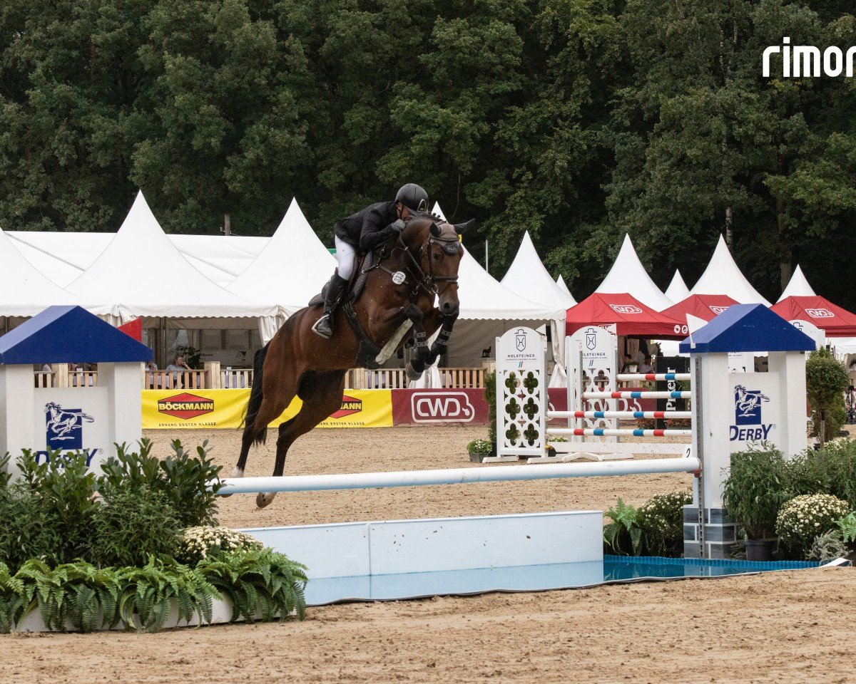 jumper Catrina 6 (German Sport Horse, 2019, from Carell)