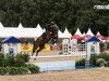 jumper Catrina 6 (German Sport Horse, 2019, from Carell)