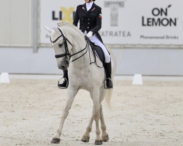 dressage horse El Bandido van het Kriekenhof E.S. (Belgian Warmblood, 2004, from Parco)