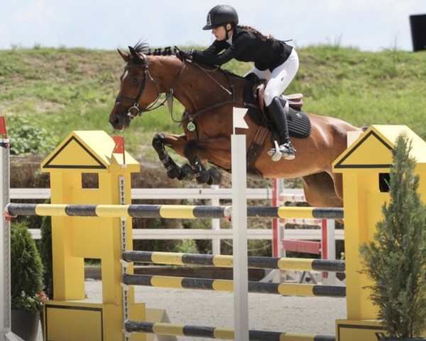 jumper Kiki - Tren (KWPN (Royal Dutch Sporthorse), 2015, from Freeman VDL)