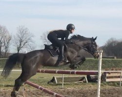 dressage horse Guardian Angel 14 (Polish Warmblood, 2002, from Winword xx)